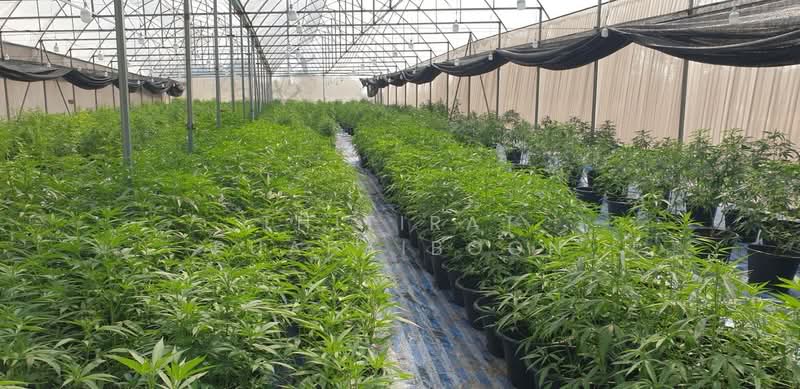 ขาย - ขายกิจการ ฟาร์มกัญชาครบวงจร พร้อมใบอนุญาต จ.สระบุรี, สระบุรี