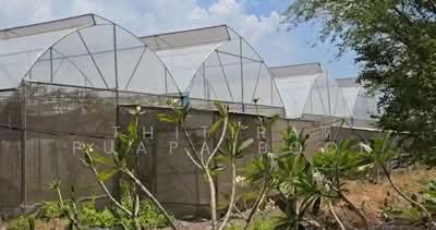 ขาย - ขายกิจการ ฟาร์มกัญชาครบวงจร พร้อมใบอนุญาต จ.สระบุรี, สระบุรี