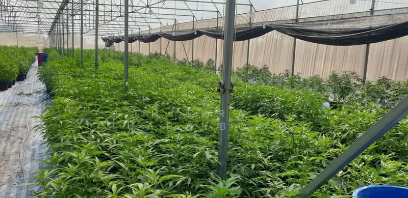 Cannabis Farm Business for Sale with Licenses - Saraburi Province, Saraburi, Na Yao, Phra Phutthabat, Saraburi, , 2,800 sqm, Business For Sale, by Thitirat Puapaiboon, 500148220 - DDproperty.com