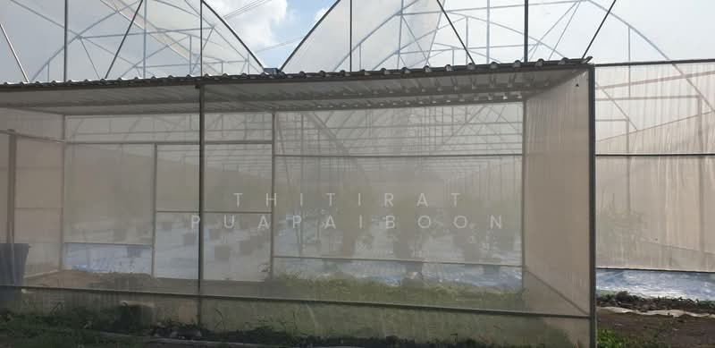Cannabis Farm Business for Sale with Licenses - Saraburi Province, Saraburi, Na Yao, Phra Phutthabat, Saraburi, , 2,800 sqm, Business For Sale, by Thitirat Puapaiboon, 500148220 - DDproperty.com