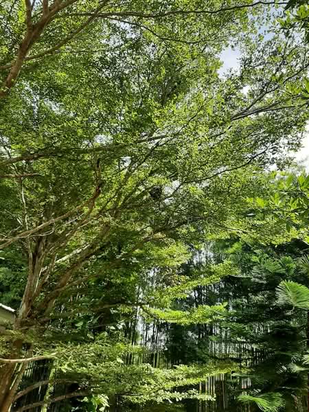 บ้านพักตากอากาศ ริมน้ำ สวย เวียงชัย เชียงราย, เชียงราย, เวียงชัย, เวียงชัย, เชียงราย, 150 ตร.ม., บ้านเดี่ยว ขาย, โดย Angsanaporn D, 500149061 - DDproperty.com