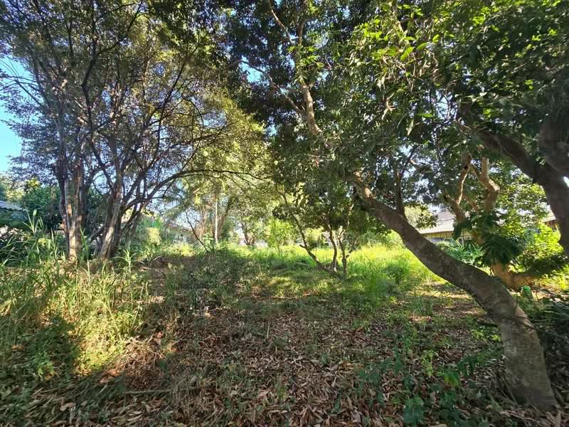 Rim Tai, Chiang Mai, Rim Tai, Mae Rim, Chiang Mai, , 5,204 sqm, Land For Sale, by เอมิล ไวซ์, 500149812 - DDproperty.com