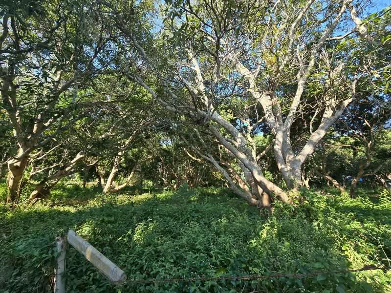 Rim Tai, Chiang Mai, Rim Tai, Mae Rim, Chiang Mai, , 5,204 sqm, Land For Sale, by เอมิล ไวซ์, 500149812 - DDproperty.com