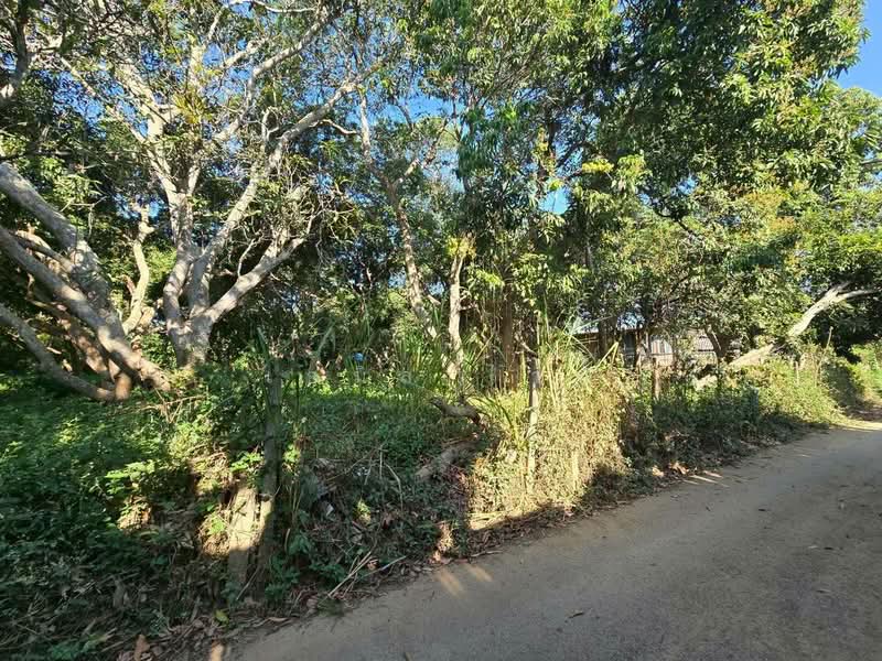 Rim Tai, Chiang Mai, Rim Tai, Mae Rim, Chiang Mai, , 5,204 sqm, Land For Sale, by เอมิล ไวซ์, 500149812 - DDproperty.com