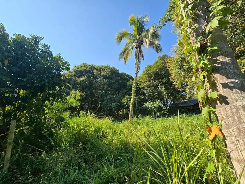 Rim Tai, Chiang Mai, Rim Tai, Mae Rim, Chiang Mai, , 5,204 sqm, Land For Sale, by เอมิล ไวซ์, 500149812 - DDproperty.com