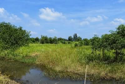 ขาย - ขายที่ดินเปล่า 2 ไร่ องครักษ์ นครนายก, นครนายก