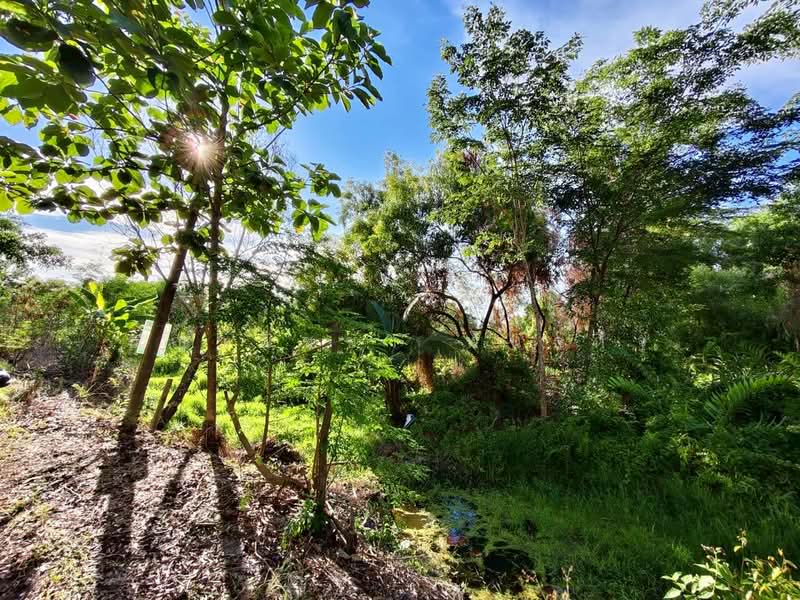ขายที่ดินเปล่า 2 ไร่ องครักษ์ นครนายก, Nakhon Nayok, Bang Pla Kot, Ongkharak, Nakhon Nayok, , 3,224 sqm, Land For Sale, by ชญาพิชชา พันธกิจ, 500150220 - DDproperty.com