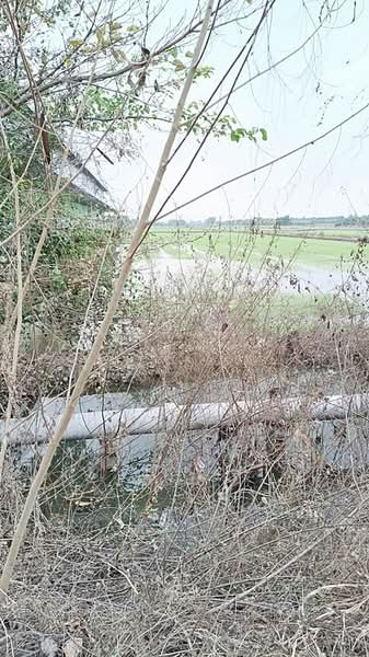 40 Rai Sainoi Land Plot near Town Home Project, Nonthaburi, Khun Sri, Sai Noi, Nonthaburi, , 66,976 sqm, Land For Sale, by Chanitnun Mewongukote, 500150583 - DDproperty.com