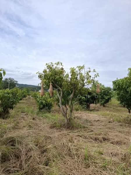 For Sale - Prime Khao Yai Land 5 Rai Pong Ta Long Near Toscana 3.9M Per Rai, Nakhon Ratchasima