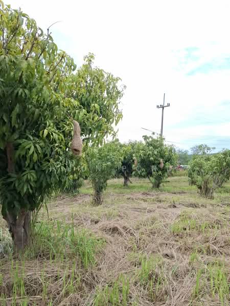 For Sale - Prime Khao Yai Land 5 Rai Pong Ta Long Near Toscana 3.9M Per Rai, Nakhon Ratchasima