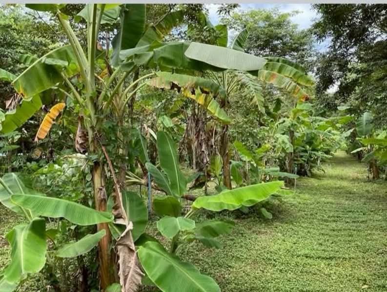 Land and House 8 rai Saraburi, Saraburi, Ban Lam, Wihan Daeng, Saraburi, , 13,104 sqm, Land For Sale, by Chanitnun Mewongukote, 500150980 - DDproperty.com