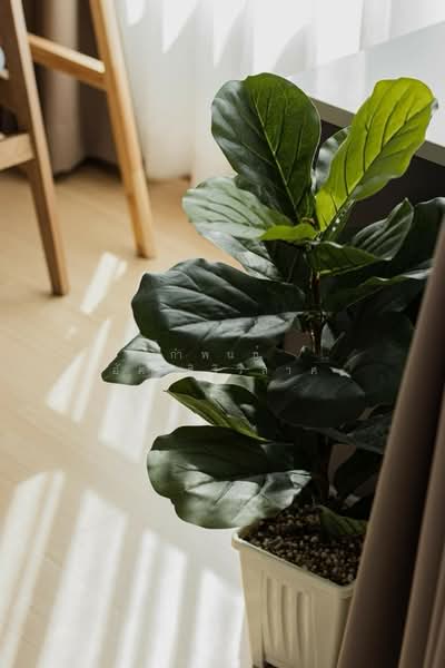 Supalai Veranda Ramkhamhaeng : ศุภาลัย เวอเรนด้า รามคำแหง, กรุงเทพ, ถนนรามคำแหง, หัวหมาก, บางกะปิ, กรุงเทพ, 30 ตร.ม., คอนโด ให้เช่า, โดย กำพนธ์ อัศวศิริวิลาศ, 500151205 - DDproperty.com