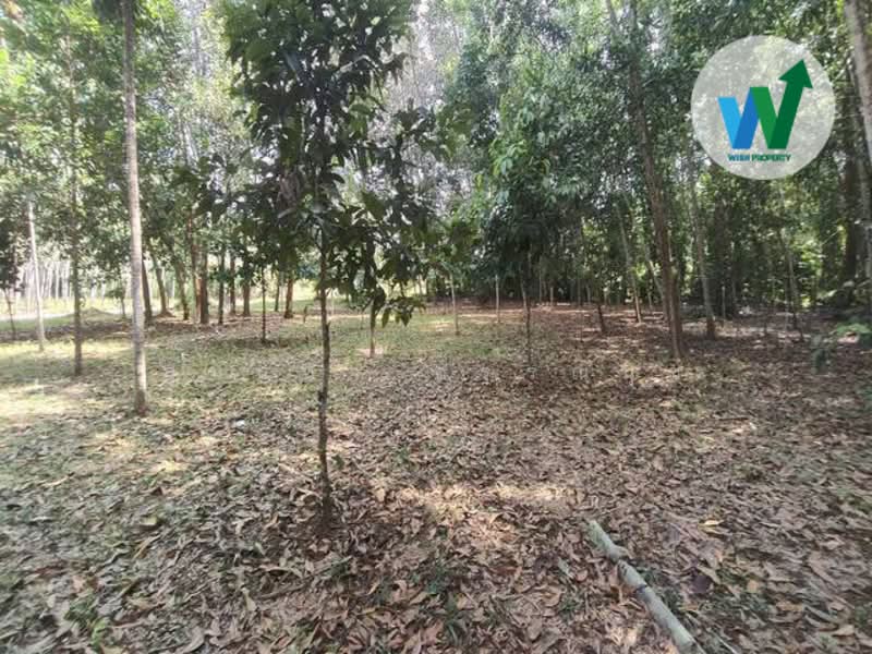 ขายที่ดินใกล้มหาวิทยาลัยทักษินวิทยาเขตพัทลุง, พัทลุง, บายพาสมหาลัยวิทยาลัยทักษิณ, ชะมวง, ควนขนุน, พัทลุง, 1,600 ตร.ม., ที่ดิน ขาย, โดย สุมนทา กรรณนุช, 500152607 - DDproperty.com