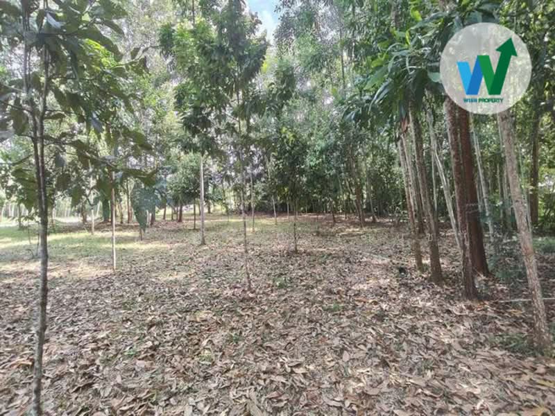 ขายที่ดินใกล้มหาวิทยาลัยทักษินวิทยาเขตพัทลุง, พัทลุง, บายพาสมหาลัยวิทยาลัยทักษิณ, ชะมวง, ควนขนุน, พัทลุง, 1,600 ตร.ม., ที่ดิน ขาย, โดย สุมนทา กรรณนุช, 500152607 - DDproperty.com