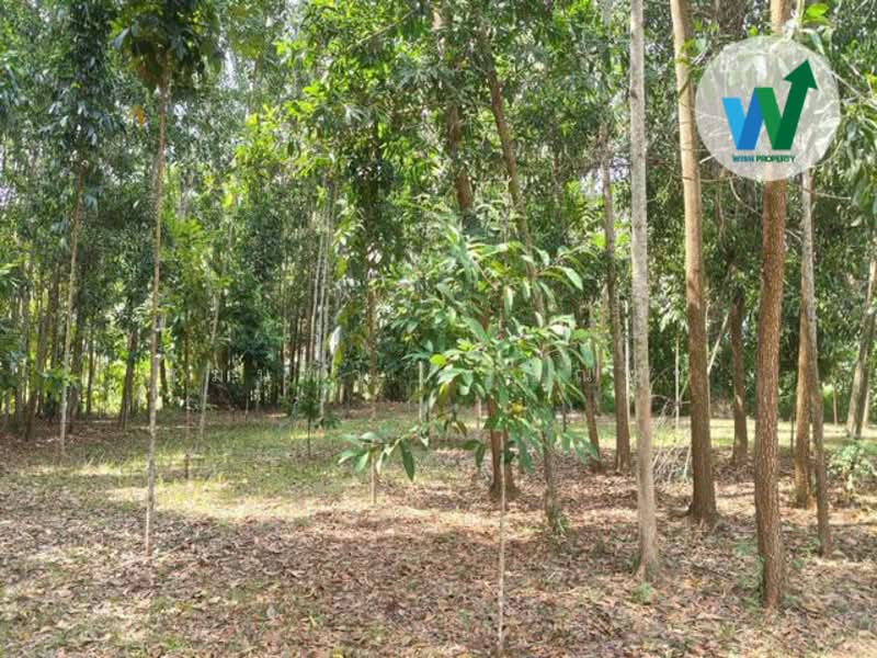 For sale Land At Chamuang KhuanKhanun Phatthalung, Phatthalung, บายพาสมหาลัยวิทยาลัยทักษิณ, Chamuang, Khuan Khanun, Phatthalung, , 1,600 sqm, Land For Sale, by สุมนทา กรรณนุช, 500152607 - DDproperty.com