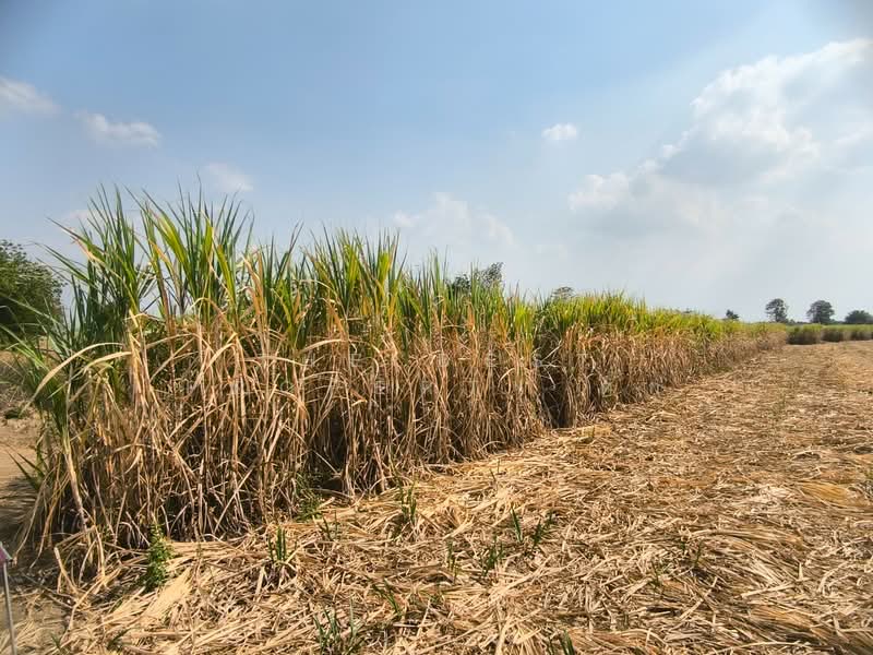 ที่ดินศรีเทพ เพชรบูรณ์, Phetchabun, Khok Sa-at, Si Thep, Phetchabun, , 32,344 sqm, Land For Sale, by The Best Property ตั๊ก, 500153026 - DDproperty.com