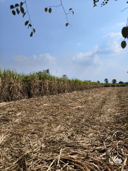 ที่ดินศรีเทพ เพชรบูรณ์, Phetchabun, Khok Sa-at, Si Thep, Phetchabun, , 32,344 sqm, Land For Sale, by The Best Property ตั๊ก, 500153026 - DDproperty.com