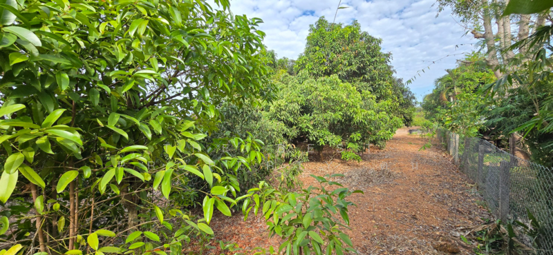 ที่ดินแกลง ระยอง, Rayong, Klaeng, Muang Rayong, Rayong, , 1,220 sqm, Land For Sale, by The Best Property ต้น, 500153099 - DDproperty.com