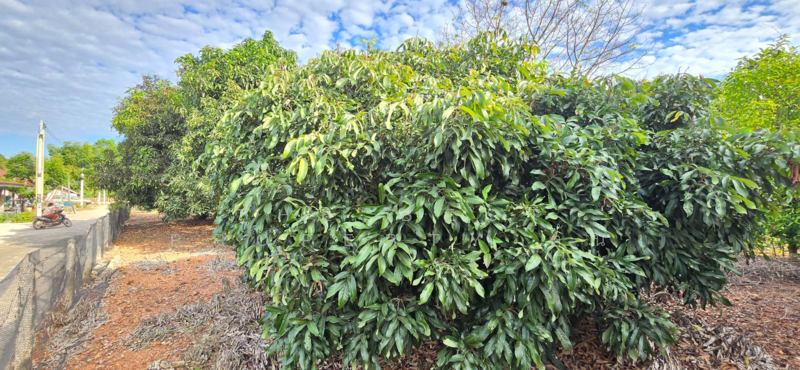 ที่ดินแกลง ระยอง, Rayong, Klaeng, Muang Rayong, Rayong, , 1,220 sqm, Land For Sale, by The Best Property ต้น, 500153099 - DDproperty.com