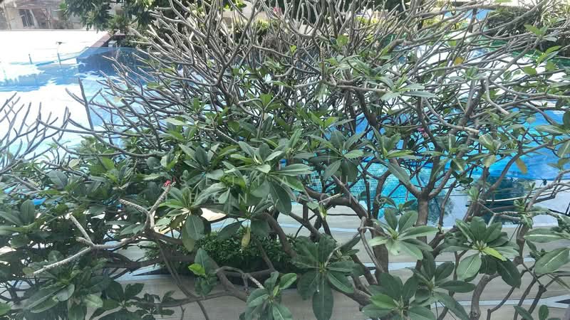 Wyne Sukhumvit, Bangkok, 1120 Sukhumvit Road, Phra Kanong, Khlong Toei, Bangkok, 1 Bedroom, 34 sqm, Condo For Rent, by Settawut Leenavong, 500153887 - DDproperty.com