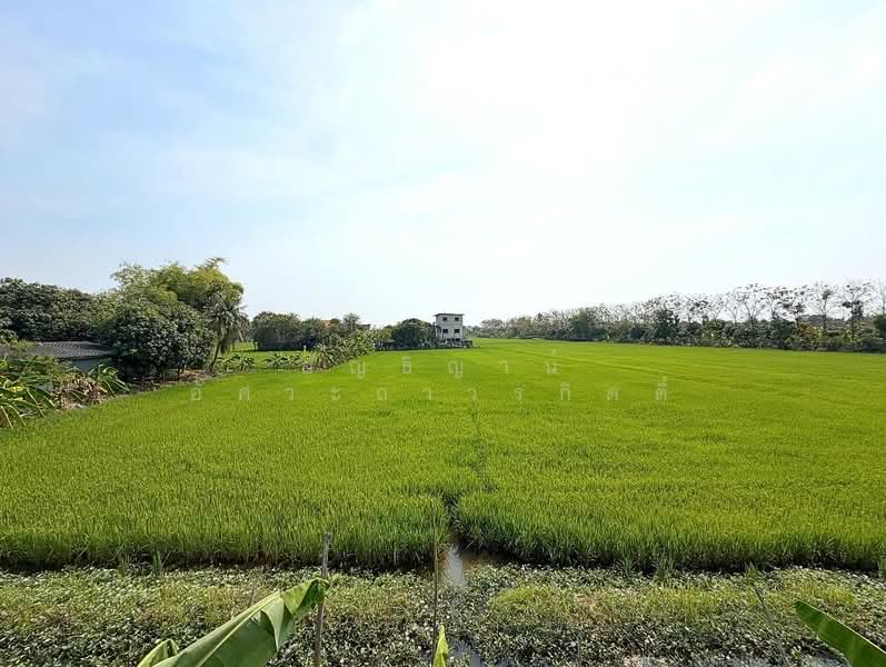 บ้านพฤกษา 3 ซ.วัดลาดปลาดุก : Baan Pruksa 3 Soi Watlatpladuk, นนทบุรี, บางคูรัด, บางบัวทอง, นนทบุรี, 82 ตร.ม., บ้านเดี่ยว ขาย, โดย อัญธิญาน์ อัศวะถาวรกิตติ์, 500154171 - DDproperty.com