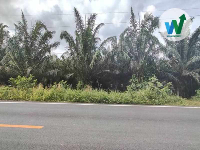 For Sale - For sale Large land plot at Chamuang Khuankhanun Phatthalung, Phatthalung