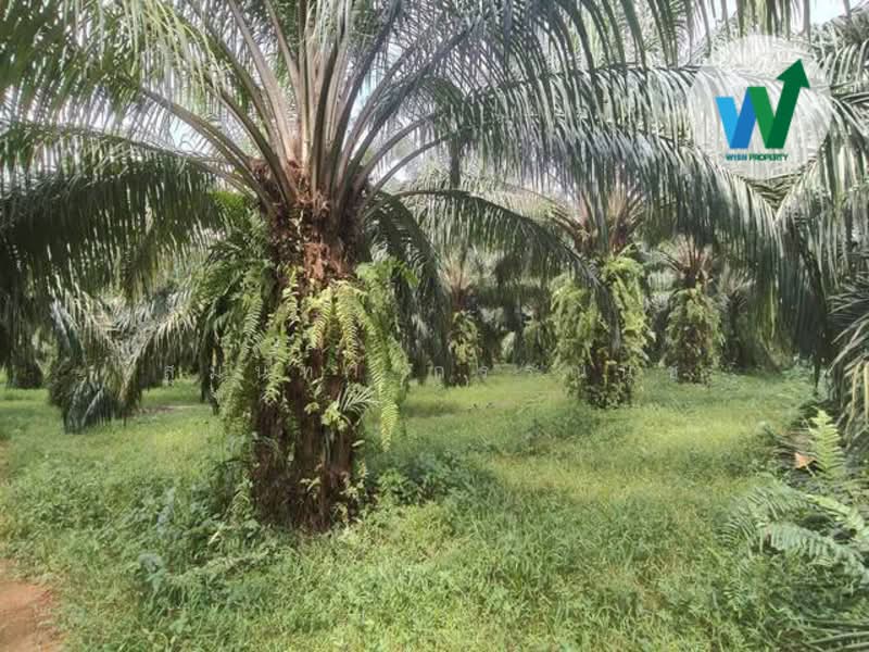 For Sale - For sale Large land plot at Chamuang Khuankhanun Phatthalung, Phatthalung