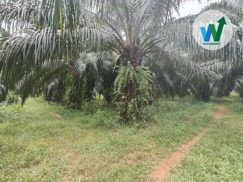 For Sale - For sale Large land plot at Chamuang Khuankhanun Phatthalung, Phatthalung