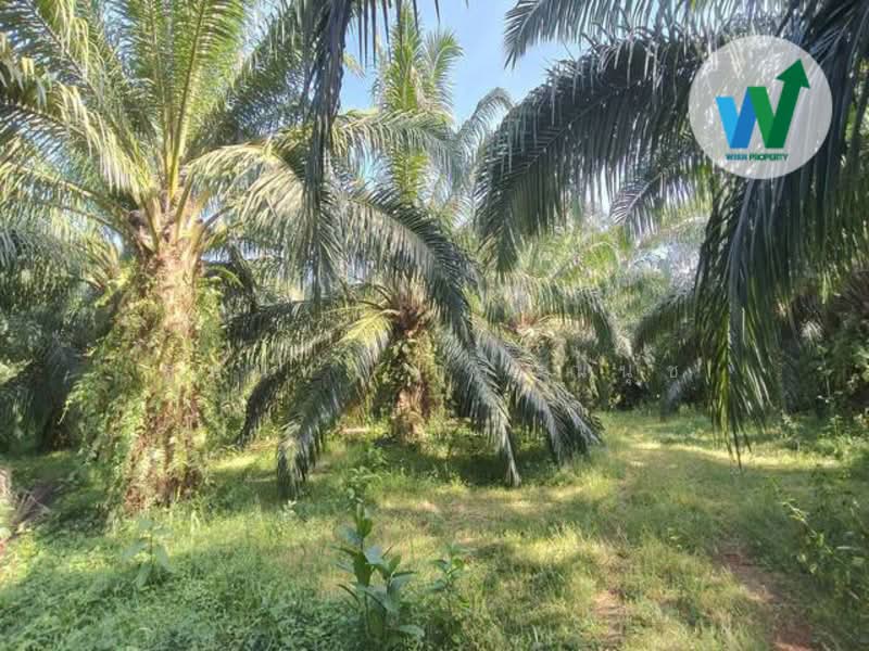 For Sale - For sale Large land plot at Chamuang Khuankhanun Phatthalung, Phatthalung