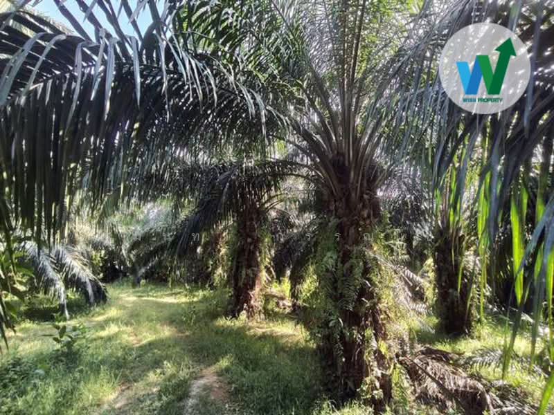 For Sale - For sale Large land plot at Chamuang Khuankhanun Phatthalung, Phatthalung