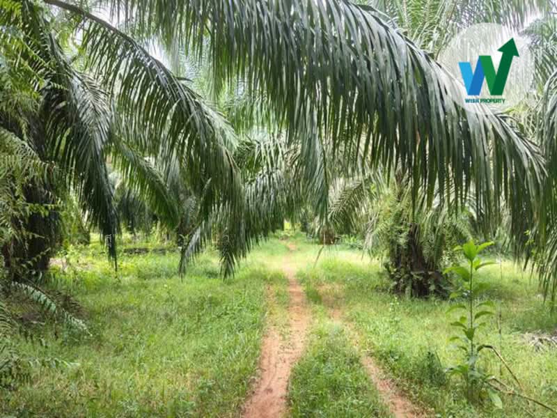 For Sale - For sale Large land plot at Chamuang Khuankhanun Phatthalung, Phatthalung