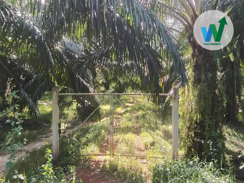 For Sale - For sale Large land plot at Chamuang Khuankhanun Phatthalung, Phatthalung