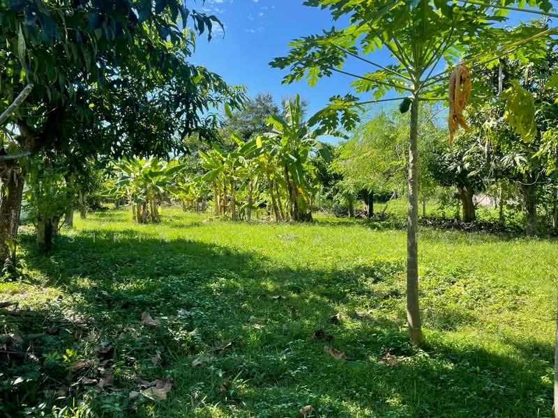 หางดง, เชียงใหม่, หนองควาย, หางดง, เชียงใหม่, 700 ตร.ม., ที่ดิน ขาย, โดย Sirinrat Maneerat, 500154484 - DDproperty.com