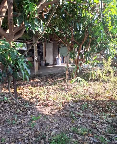 บ้านเดี่ยวพร้อมที่ดินเทิง เชียงราย, Chiang Rai, San Sai Ngam, Thoeng, Chiang Rai, 2 Bedrooms, 100 sqm, Single Detached House For Sale, by The Best Property ไนล์, 500154520 - DDproperty.com