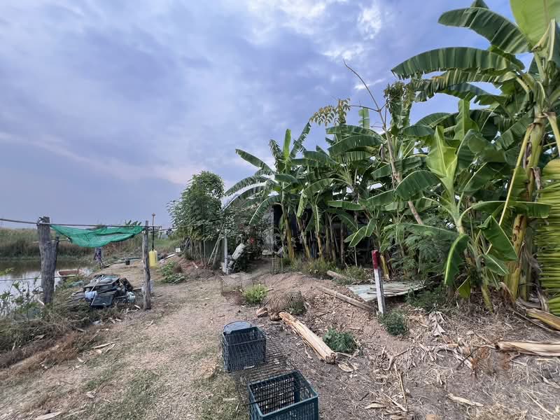 ขายที่ดินซอยคลอง 5 ตะวันออก 4 ติดถนนสาธารณะ, ปทุมธานี, คลองห้า, คลองหลวง, ปทุมธานี, 5,388 ตร.ม., ที่ดิน ขาย, โดย คุณพี, 500155516 - DDproperty.com