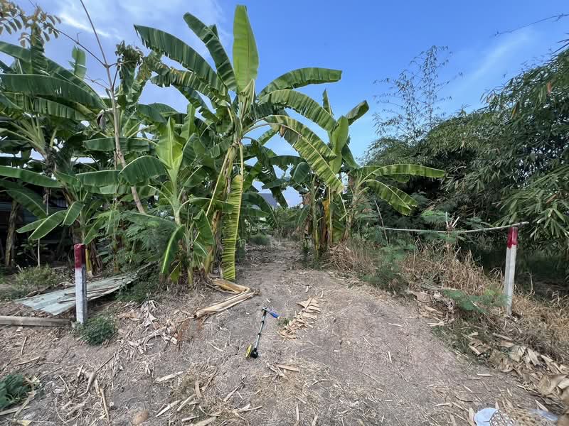 ขายที่ดินซอยคลอง 5 ตะวันออก 4 ติดถนนสาธารณะ, ปทุมธานี, คลองห้า, คลองหลวง, ปทุมธานี, 5,388 ตร.ม., ที่ดิน ขาย, โดย คุณพี, 500155516 - DDproperty.com