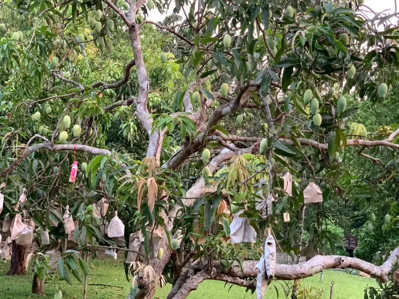 ขาย บ้านไม้สักพร้อมสวน และที่ดิน20ไร่, สระบุรี, ชะอม, แก่งคอย, สระบุรี, 33,036 ตร.ม., ที่ดิน ขาย, โดย เอก, 500155962 - DDproperty.com