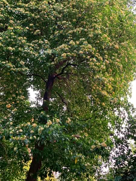 ขาย บ้านไม้สักพร้อมสวน และที่ดิน20ไร่, Saraburi, Cha Om, Kaeng Khoi, Saraburi, , 33,036 sqm, Land For Sale, by เอก, 500155962 - DDproperty.com