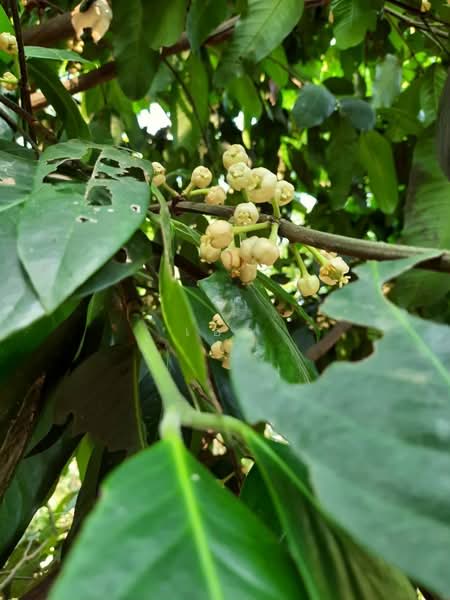 ขาย บ้านไม้สักพร้อมสวน และที่ดิน20ไร่, สระบุรี, ชะอม, แก่งคอย, สระบุรี, 33,036 ตร.ม., ที่ดิน ขาย, โดย เอก, 500155962 - DDproperty.com