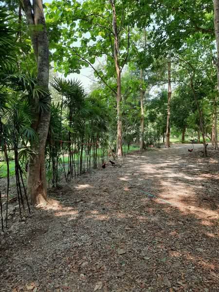 ขาย บ้านไม้สักพร้อมสวน และที่ดิน20ไร่, สระบุรี, ชะอม, แก่งคอย, สระบุรี, 33,036 ตร.ม., ที่ดิน ขาย, โดย เอก, 500155962 - DDproperty.com