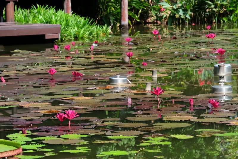 ขาย บ้านไม้สักพร้อมสวน และที่ดิน20ไร่, Saraburi, Cha Om, Kaeng Khoi, Saraburi, , 33,036 sqm, Land For Sale, by เอก, 500155962 - DDproperty.com