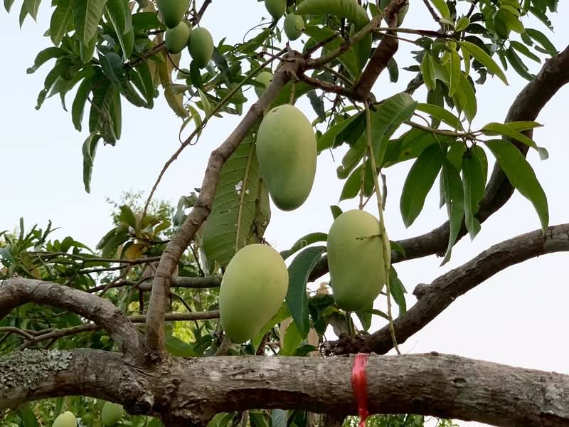 ขาย บ้านไม้สักพร้อมสวน และที่ดิน20ไร่, สระบุรี, ชะอม, แก่งคอย, สระบุรี, 33,036 ตร.ม., ที่ดิน ขาย, โดย เอก, 500155962 - DDproperty.com