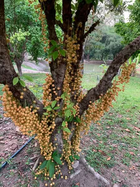 ขาย บ้านไม้สักพร้อมสวน และที่ดิน20ไร่, Saraburi, Cha Om, Kaeng Khoi, Saraburi, , 33,036 sqm, Land For Sale, by เอก, 500155962 - DDproperty.com