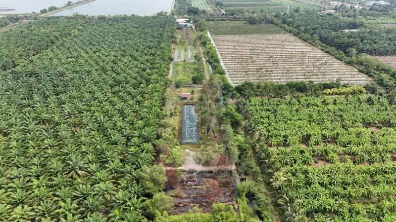 ที่ดินเปล่า 2-1-60 ไร่ คลอง 12 หนองเสือ, Pathum Thani, เลียบคลอง 12, Noparat, Nong Sua, Pathum Thani, , 3,840 sqm, Land For Sale, by คุณ เมธาวี (จอย), 500156520 - DDproperty.com