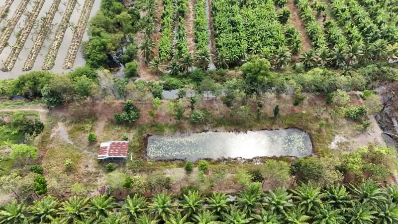 ที่ดินเปล่า 2-1-60 ไร่ คลอง 12 หนองเสือ, Pathum Thani, เลียบคลอง 12, Noparat, Nong Sua, Pathum Thani, , 3,840 sqm, Land For Sale, by คุณ เมธาวี (จอย), 500156520 - DDproperty.com