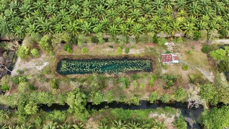 ที่ดินเปล่า 2-1-60 ไร่ คลอง 12 หนองเสือ, Pathum Thani, เลียบคลอง 12, Noparat, Nong Sua, Pathum Thani, , 3,840 sqm, Land For Sale, by คุณ เมธาวี (จอย), 500156520 - DDproperty.com