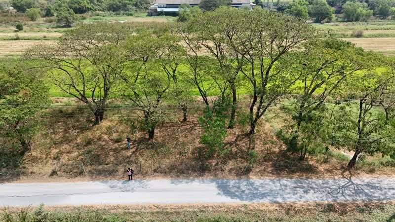 ที่ดินเปล่า 98 ตารางวา ซอยสังฆสันติสุข 38 หนองจอก กรุงเทพฯ ราคาถูก, Bangkok, สังฆสันติสุข, Krathum Rai, Nong Chok, Bangkok, , 392 sqm, Land For Sale, by คุณ ชิดชนก ( ฝัน ), 500156774 - DDproperty.com