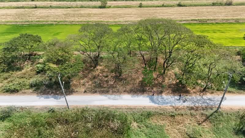 ที่ดินเปล่า 98 ตารางวา ซอยสังฆสันติสุข 38 หนองจอก กรุงเทพฯ ราคาถูก, กรุงเทพ, สังฆสันติสุข, กระทุ่มราย, หนองจอก, กรุงเทพ, 392 ตร.ม., ที่ดิน ขาย, โดย คุณ ชิดชนก ( ฝัน ), 500156774 - DDproperty.com