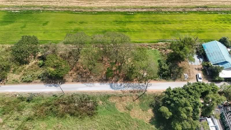 ที่ดินเปล่า 98 ตารางวา ซอยสังฆสันติสุข 38 หนองจอก กรุงเทพฯ ราคาถูก, Bangkok, สังฆสันติสุข, Krathum Rai, Nong Chok, Bangkok, , 392 sqm, Land For Sale, by คุณ ชิดชนก ( ฝัน ), 500156774 - DDproperty.com