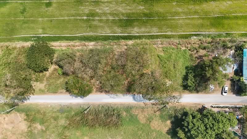 ที่ดินเปล่า 98 ตารางวา ซอยสังฆสันติสุข 38 หนองจอก กรุงเทพฯ ราคาถูก, Bangkok, สังฆสันติสุข, Krathum Rai, Nong Chok, Bangkok, , 392 sqm, Land For Sale, by คุณ ชิดชนก ( ฝัน ), 500156774 - DDproperty.com